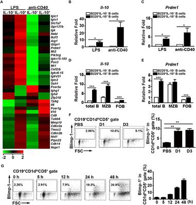 Blimp-1 Contributes to the Development and Function of Regulatory B Cells